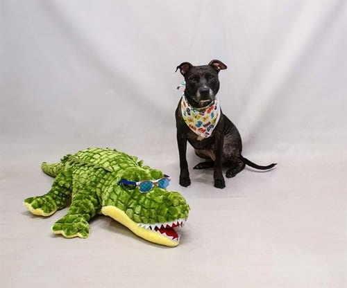 Photo of Roxy, adoptable Labrador Retriever in Sanford, Florida
