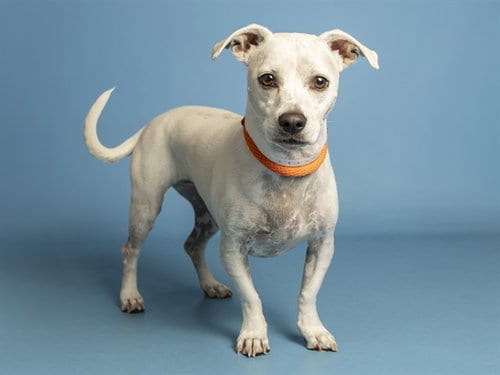 Photo of Blue, adoptable American Pit Bull Terrier in Phoenix, Arizona