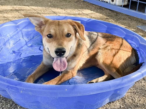 Photo of Rothko, adoptable German Shepherd Dog in Phoenix, Arizona