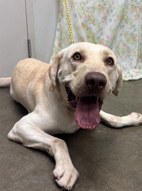 Photo of Oliver, adoptable Labrador Retriever in Rosenberg, Texas