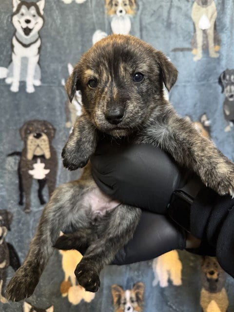 Photo of Pepper, adoptable German Shepherd Dog in Riverside, California