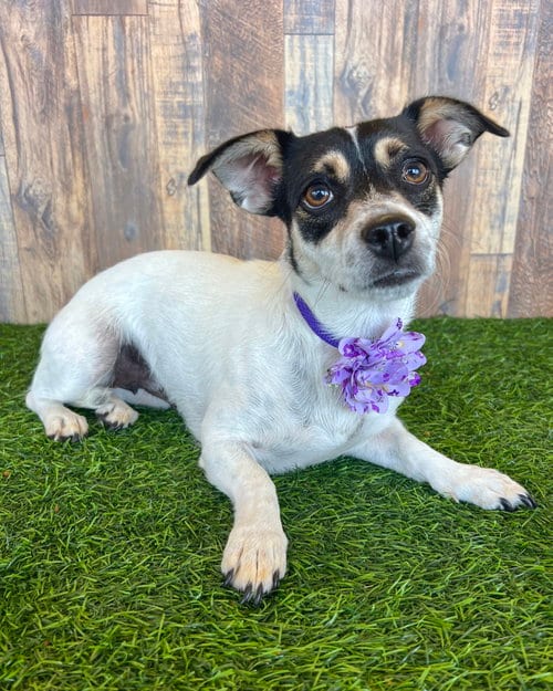 Photo of GG, adoptable Chihuahua in Corona, California
