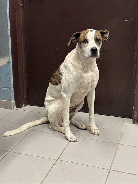 Photo of Banana, adoptable Boxer in Corpus Christi, Texas