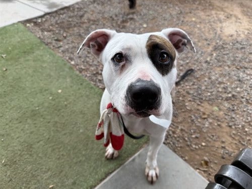 Photo of Linny, adoptable American Pit Bull Terrier in Phoenix, Arizona