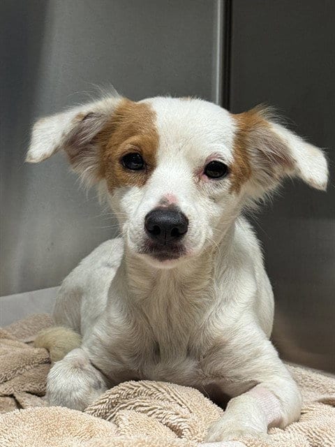 Photo of Kewpie, adoptable Parson Russell Terrier in Miami, Florida