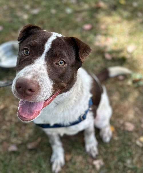 Photo of Viviana, adoptable Australian Cattle Dog/Blue Heeler in Burnsville, North Carolina