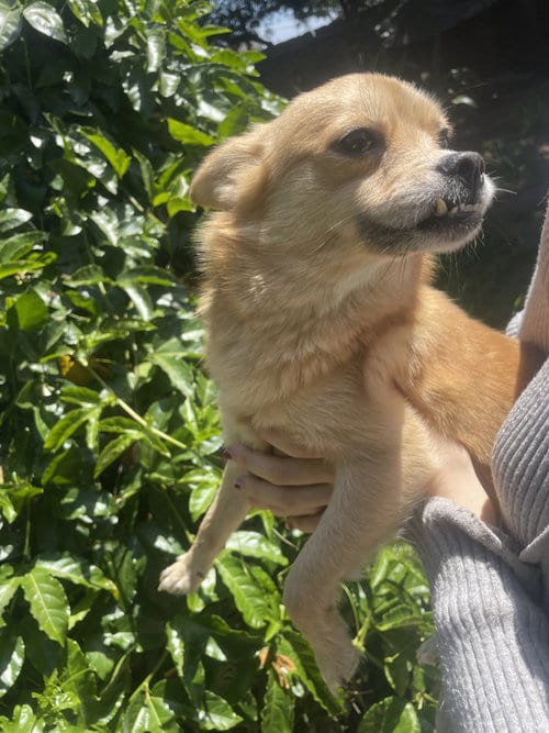 Photo of Baby, adoptable Chihuahua in San Diego, California