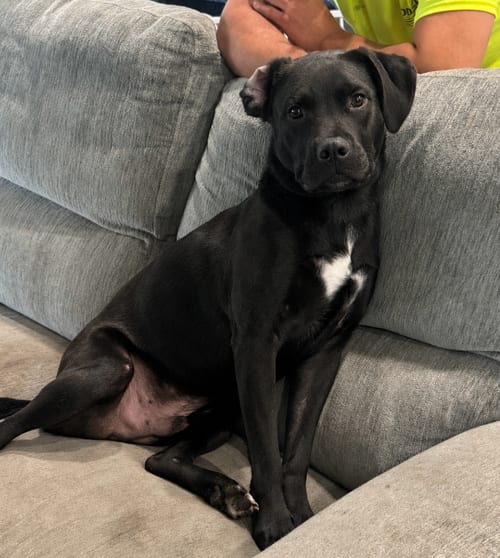 Photo of Linus, adoptable Labrador Retriever in Plainfield, Illinois