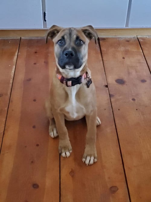 Photo of Nala, adoptable Cane Corso Mastiff in Incline Village, Nevada