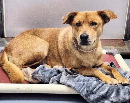 Photo of Dana, adoptable Labrador Retriever in Houston, Texas