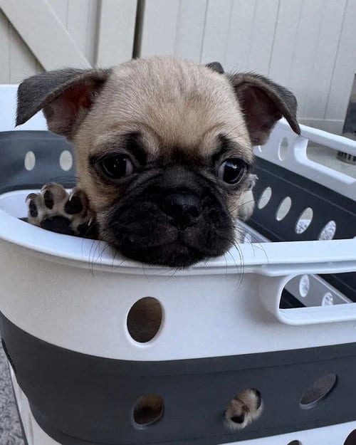 Photo of Raven, adoptable Pug in Corona, California