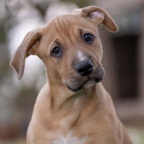 Photo of Justice Pup - Bail, adoptable Labrador Retriever in San Diego, California