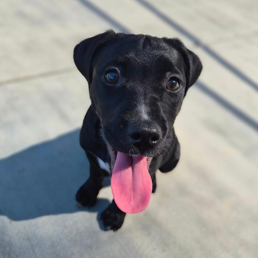 Photo of Spooketti, adoptable Terrier, Pit Bull / Mixed Breed (Small) in Riverside, California