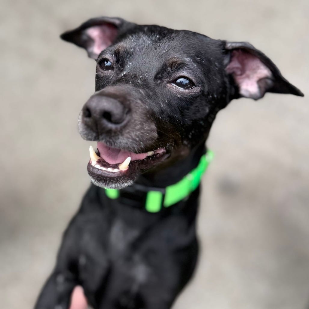 Photo of Pepito, adoptable Chihuahua / Mixed Breed (Small) in San Francisco, California