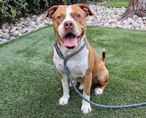 Photo of Sharky, adoptable Pit Bull Terrier in San Jose, California