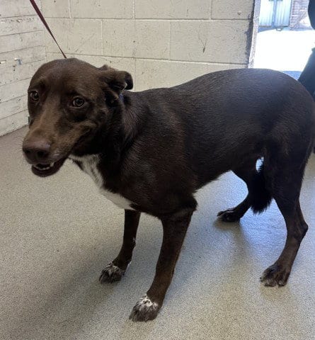 Photo of Cookie, adoptable Labrador Retriever in San Bernardino, California