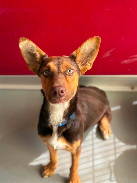 Photo of Maximo, adoptable German Shepherd Dog in Visalia, California