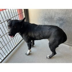 Photo of Stanley, adoptable Border Collie in Lancaster, California