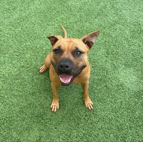Photo of Selene, adoptable Boxer in oakland, Florida