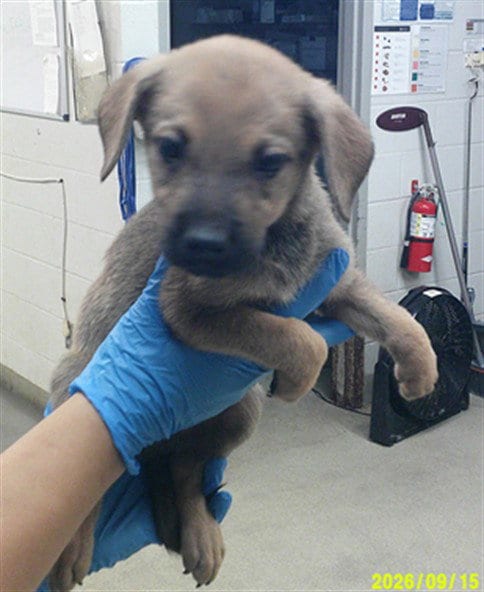 Photo of A480709, adoptable German Shepherd Dog in Oklahoma City, Oklahoma