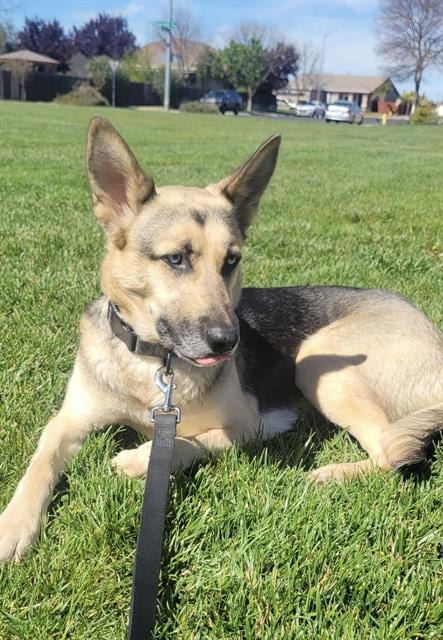 Photo of Riley, adoptable German Shepherd Dog in Stockton, California