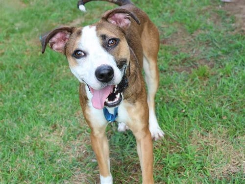 Photo of Duke, adoptable American Staffordshire Terrier in Tallahassee, Florida