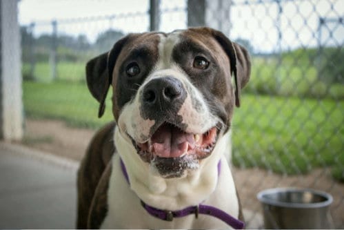 Photo of Netta, adoptable Pit Bull Terrier in AUSTIN, Minnesota