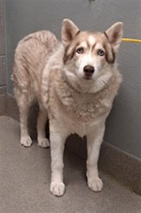 Photo of Ben, adoptable Siberian Husky in Las Vegas, Nevada
