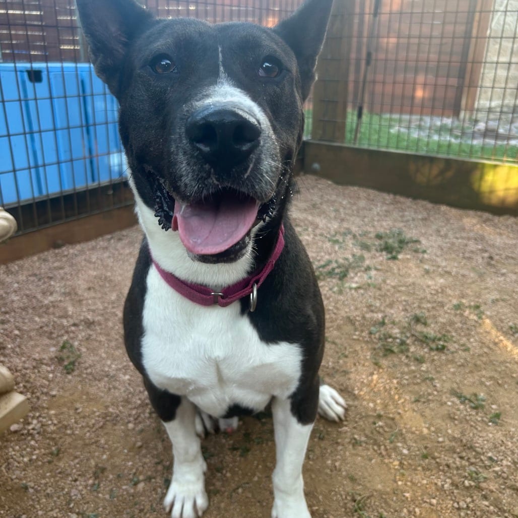 Photo of Doug, adoptable Akita / Mixed Breed (Large) in Houston, Texas