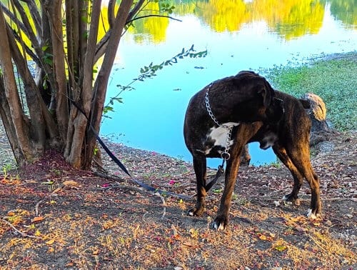Photo of Chato II, adoptable Boxer in Austin, Texas