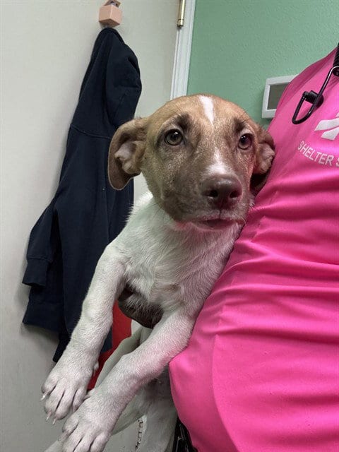 Photo of Jack, adoptable Jack Russell Terrier (Parson Russell Terrier) in Killeen, Texas