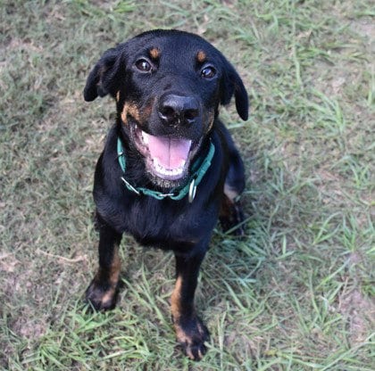 Photo of Mistflower, adoptable Labrador Retriever in Inverness, Florida