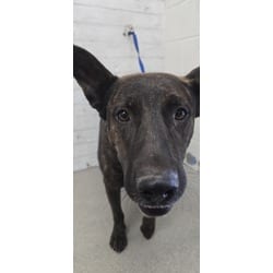 Photo of Rex, adoptable Belgian Malinois in San Bernardino, California