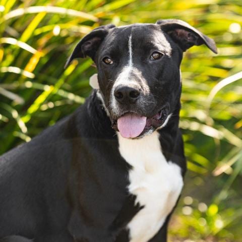 Photo of Levi, adoptable Pit Bull Terrier in Camarillo, California