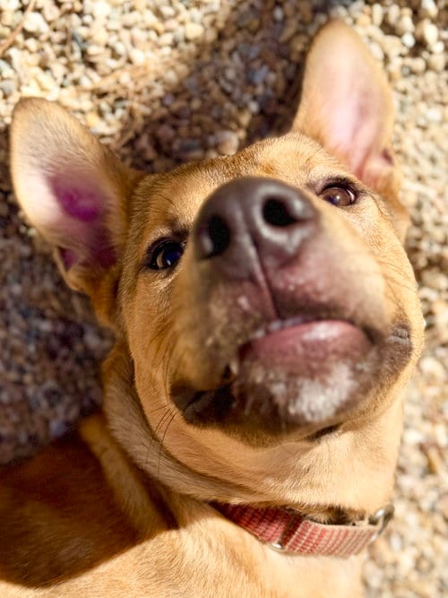 Photo of Roo, adoptable Shepherd in West Cornwall, Connecticut