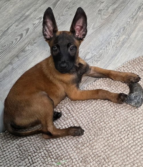 Photo of Disney Dogs - Dodger, adoptable Belgian Shepherd Malinois in Imlay City, Michigan