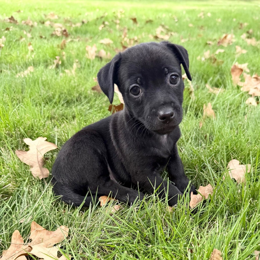 Photo of Onyx, adoptable Chihuahua / Mixed Breed (Small) in Central Texas, Texas