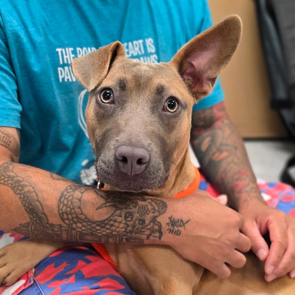 Photo of Tiffy, adoptable Terrier, Pit Bull / Mix in East Hanover, New Jersey