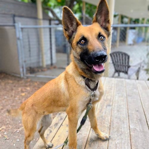 Photo of Cinnamon, adoptable Belgian Shepherd Malinois in Oakland, California