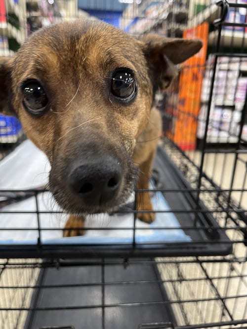 Photo of Mia Feral, adoptable Terrier in Pipe Creek, Texas