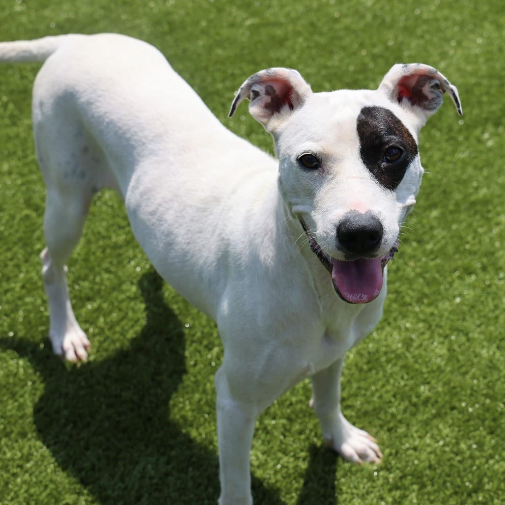 Photo of Petra, adoptable Terrier, Pit Bull in Spartanburg, South Carolina
