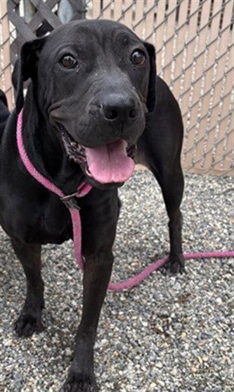 Photo of Eleanor, adoptable Labrador Retriever in Palmetto, Florida