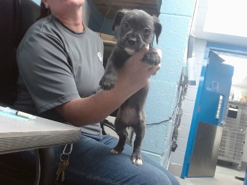 Photo of London, adoptable Cairn Terrier in Albuquerque, New Mexico