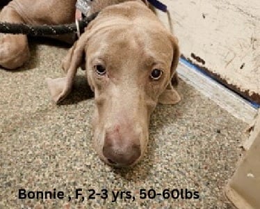 Photo of Bonnie, adoptable Weimaraner in Arkansas