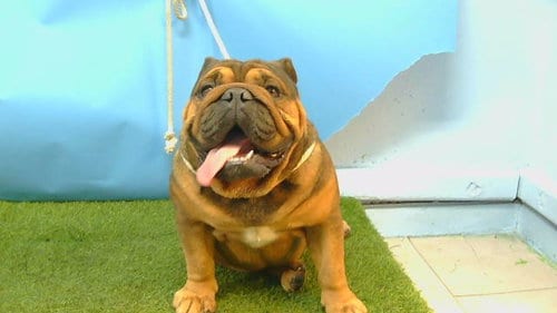 Photo of Gordo, adoptable English Bulldog in Gardena, California