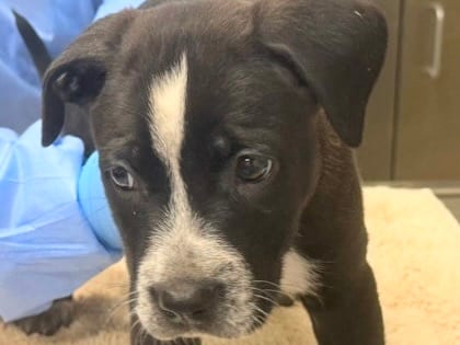 Photo of Aquata, adoptable dog in Georgetown, Texas