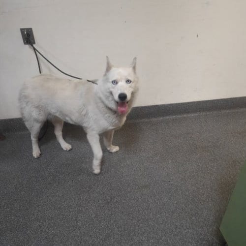 Photo of Celeste, adoptable Siberian Husky in Los Angeles, California