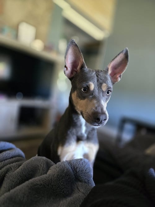 Photo of Ollie, adoptable Unknown breed (short coat) in Morganville, New Jersey