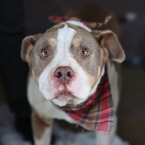 Photo of Kolache, adoptable American Staffordshire Terrier in San Antonio, Texas