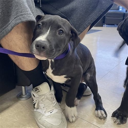 Photo of Oogie, adoptable Pit Bull Terrier in Killeen, Texas